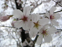 MqBe