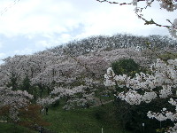 RŜFŌł
